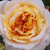 Gelb-rosa - Nostalgische rosen - Georges Denjean